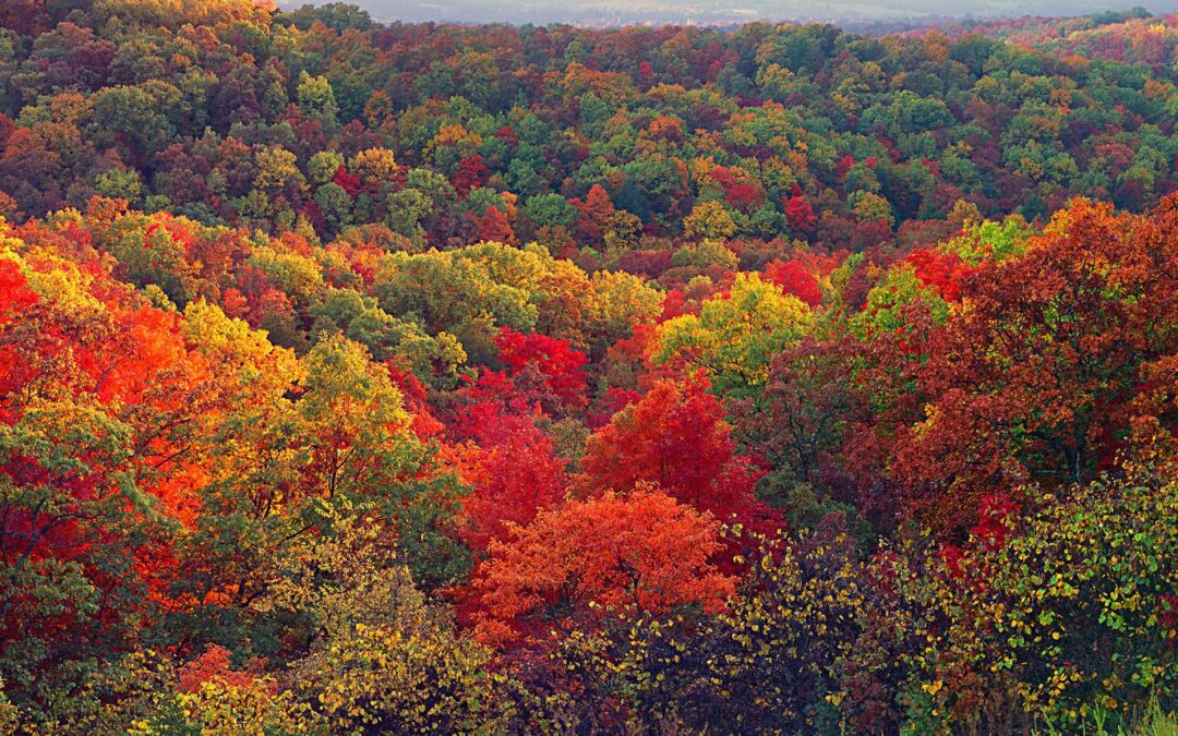 A message from Nancy Cardwell: gratitude and generosity