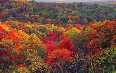 A message from Nancy Cardwell: gratitude and generosity