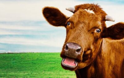 Support IBMA Foundation with a gift of stock