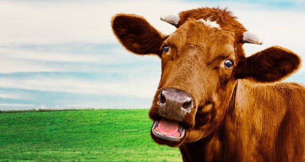 Support IBMA Foundation with a gift of stock