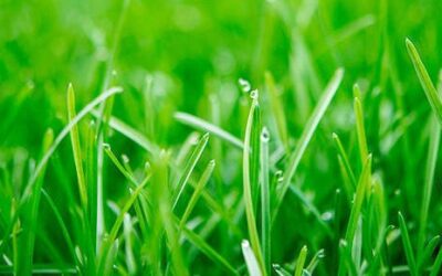 Welcome to the March 2021 issue of The Cornerstone