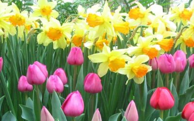 A message from Nancy Cardwell – March 2023