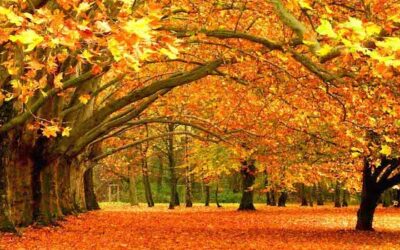 A Thanksgiving letter from Nancy Cardwell